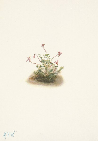 Small Cranberry. Oxycoccus palustris  by Mary Vaux Walcott - Hand-Painted Oil Painting Reproduction
