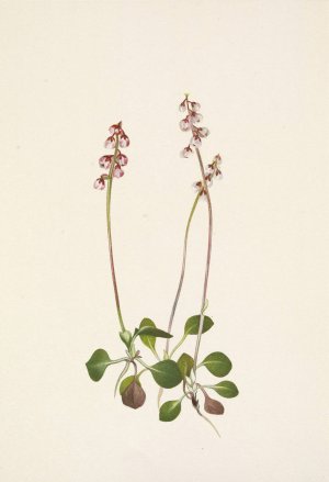 Small Pyrola. Pyrola minor by Mary Vaux Walcott Oil Painting