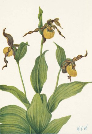 Small yellow Ladyslipper. Cypripedium parviflorum by Mary Vaux Walcott Oil Painting