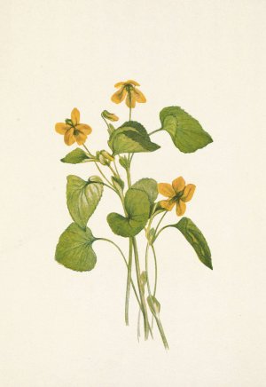 Smooth Yellow Violet. Viola eriocarpa by Mary Vaux Walcott Oil Painting