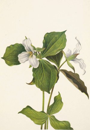 Snow Trillium. Trillium grandiflorum by Mary Vaux Walcott Oil Painting
