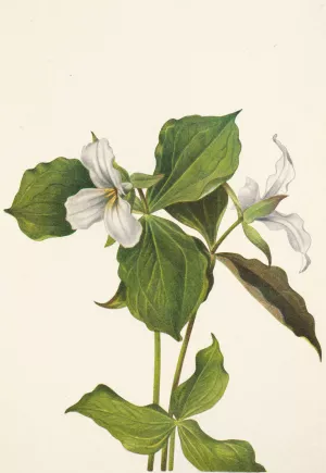 Snow Trillium. Trillium grandiflorum Oil painting by Mary Vaux Walcott