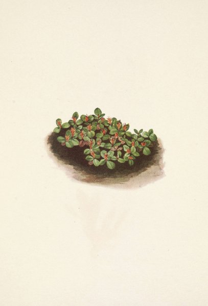 Snow Willow. Salix nivalis  by Mary Vaux Walcott - Hand-Painted Oil Painting Reproduction