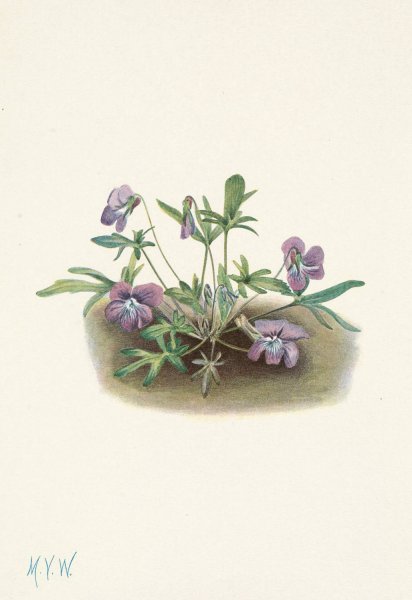 Southern Coast Violet. Viola septemloba  by Mary Vaux Walcott - Hand-Painted Oil Painting Reproduction