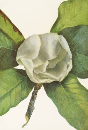 Southern Magnolia by Mary Vaux Walcott Oil Painting