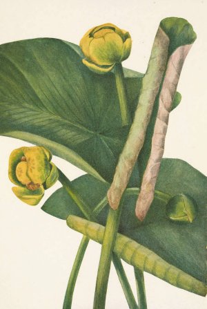 Spatterdock. Nymphaea advena by Mary Vaux Walcott Oil Painting