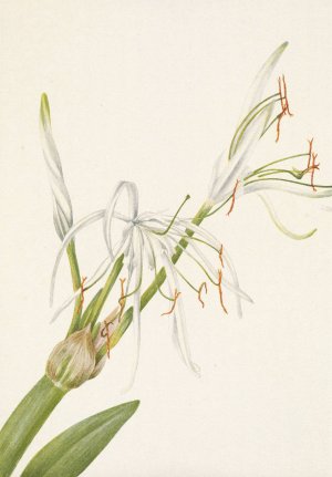 Spiderlily. Hymenocallis rotata by Mary Vaux Walcott Oil Painting