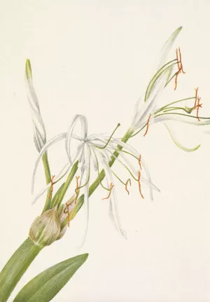 Spiderlily. Hymenocallis rotata by Mary Vaux Walcott Oil Painting