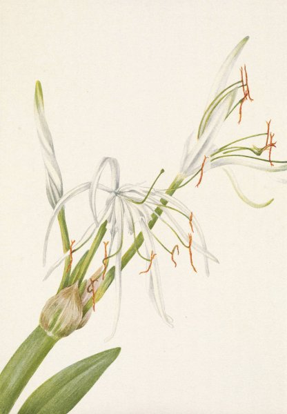 Spiderlily. Hymenocallis rotata  by Mary Vaux Walcott - Hand-Painted Oil Painting Reproduction