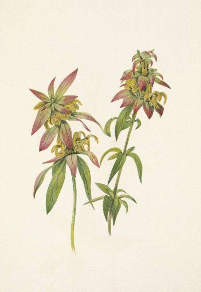 Spotted Beebalm. Monarda punctata  by Mary Vaux Walcott - Hand-Painted Oil Painting Reproduction