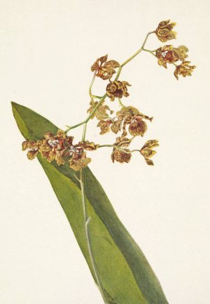 Spotted Cyrtopodium. Cyrtopodium punctatum by Mary Vaux Walcott Oil Painting