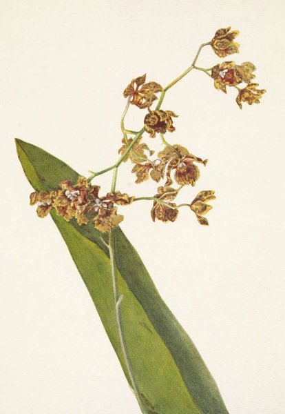 Spotted Cyrtopodium. Cyrtopodium punctatum  by Mary Vaux Walcott - Hand-Painted Oil Painting Reproduction