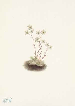 Spotted Saxifrage. Saxifraga bronchialis by Mary Vaux Walcott Oil Painting