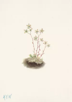 Spotted Saxifrage. Saxifraga bronchialis Oil painting by Mary Vaux Walcott