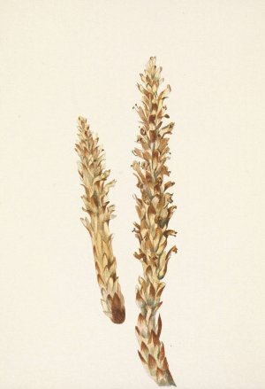 Squawroot. Conopholis americana by Mary Vaux Walcott Oil Painting