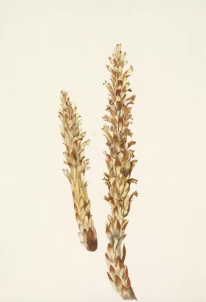 Squawroot. Conopholis americana Oil painting by Mary Vaux Walcott