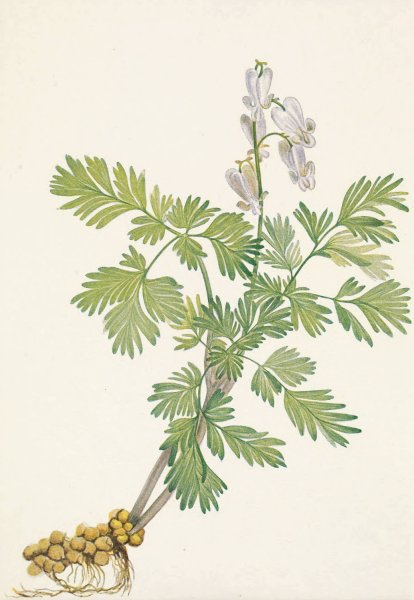 Squirrelcorn. Bikukulla canadensis  by Mary Vaux Walcott - Hand-Painted Oil Painting Reproduction