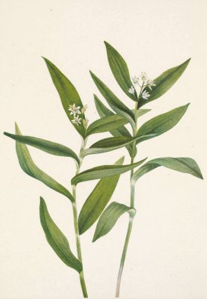 Star Solomonplume. Vagnera stellata by Mary Vaux Walcott Oil Painting