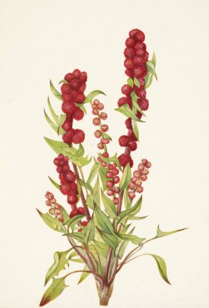 Strawberry-blite. Chenopodium capitatum by Mary Vaux Walcott Oil Painting