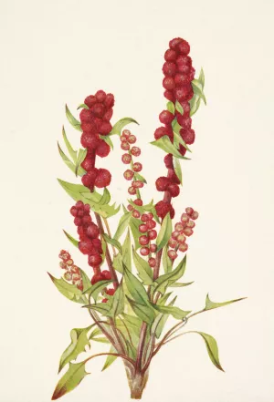 Strawberry-blite. Chenopodium capitatum by Mary Vaux Walcott Oil Painting