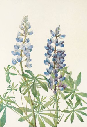 Sun-dial Lupine by Mary Vaux Walcott Oil Painting