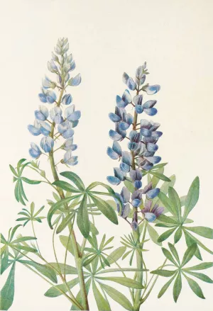 Sun-dial Lupine Oil painting by Mary Vaux Walcott