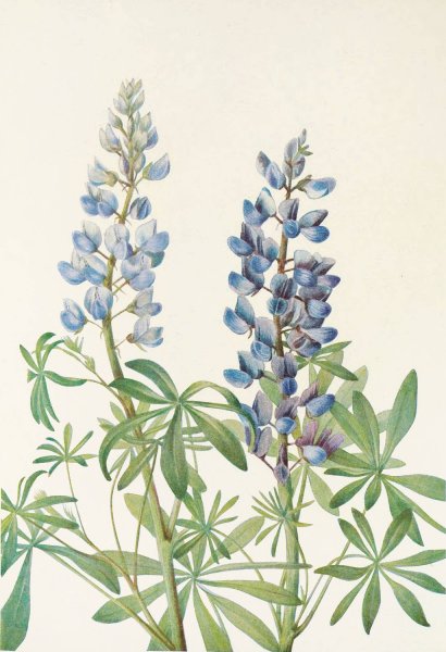 Sun-dial Lupine by Mary Vaux Walcott - Hand-Painted Oil Painting Reproduction