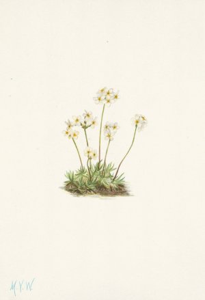 Sweet Androsace. Androsace carinata by Mary Vaux Walcott Oil Painting