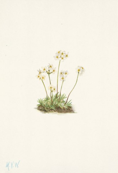 Sweet Androsace. Androsace carinata  by Mary Vaux Walcott - Hand-Painted Oil Painting Reproduction