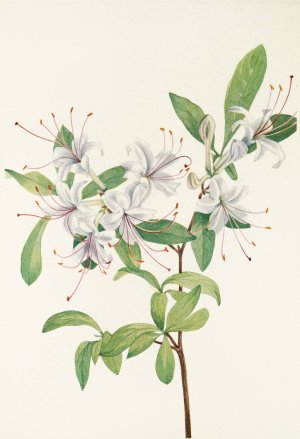 Sweet Azalea by Mary Vaux Walcott Oil Painting