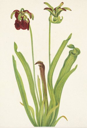 Sweet Pitcherplant. Sarracenia rubra Oil painting by Mary Vaux Walcott