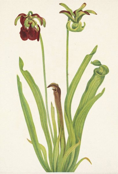 Sweet Pitcherplant. Sarracenia rubra  by Mary Vaux Walcott - Hand-Painted Oil Painting Reproduction