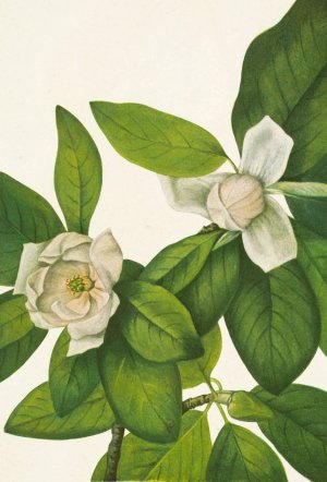 Sweetbay. Magnolia virginiana by Mary Vaux Walcott Oil Painting