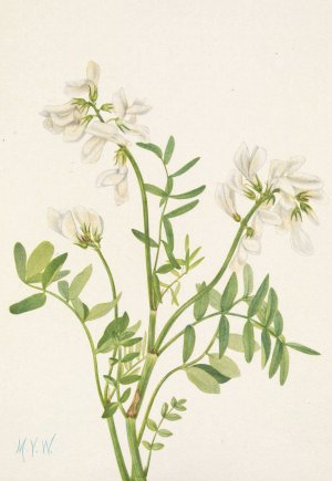 Sweetvetch. Hedysarum mackenzii by Mary Vaux Walcott Oil Painting