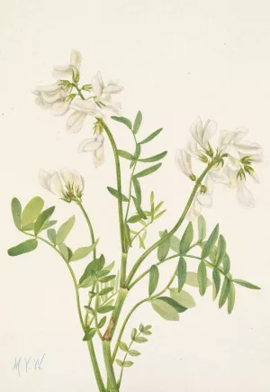 Sweetvetch. Hedysarum mackenzii by Mary Vaux Walcott Oil Painting