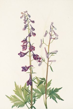 Tall Larkspur by Mary Vaux Walcott Oil Painting