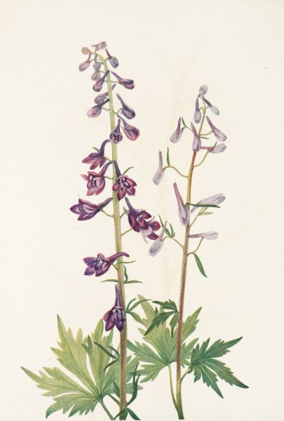 Tall Larkspur  by Mary Vaux Walcott - Hand-Painted Oil Painting Reproduction