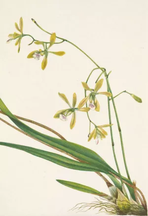 Tampa Epidendrum. Epidendrum tampense Oil painting by Mary Vaux Walcott