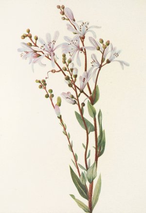 Tarflower by Mary Vaux Walcott Oil Painting