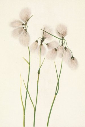 Tassel Cottongrass. Eriophorum angustifolium by Mary Vaux Walcott Oil Painting