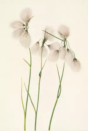 Tassel Cottongrass. Eriophorum angustifolium by Mary Vaux Walcott Oil Painting