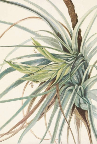 Tillandsia. Tillandsia fasciculata  by Mary Vaux Walcott - Hand-Painted Oil Painting Reproduction