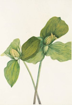 Toad Trillium by Mary Vaux Walcott Oil Painting