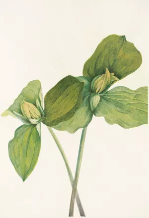 Toad Trillium Oil painting by Mary Vaux Walcott