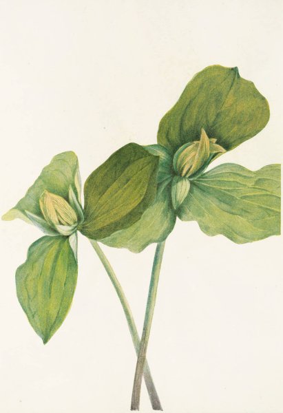 Toad Trillium by Mary Vaux Walcott - Hand-Painted Oil Painting Reproduction