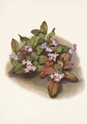 Trailing-arbutus. Epigaea repens by Mary Vaux Walcott Oil Painting
