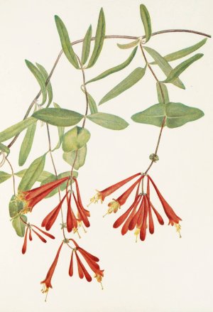 Trumpet Honeysuckle by Mary Vaux Walcott Oil Painting