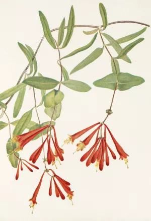 Trumpet Honeysuckle by Mary Vaux Walcott Oil Painting