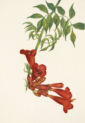Trumpetcreeper. Bignonia radicans by Mary Vaux Walcott Oil Painting