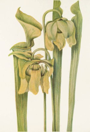 Trumpetleaf by Mary Vaux Walcott Oil Painting